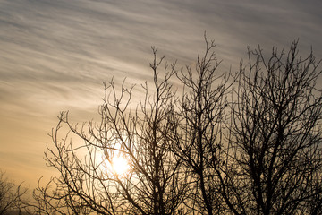 bare branches of a tree at sunrise sun