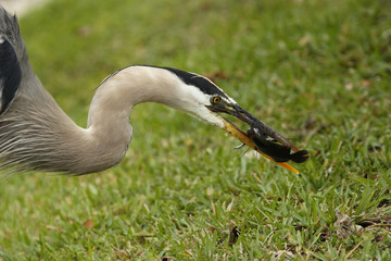Portrait of Great blue heron eating fish