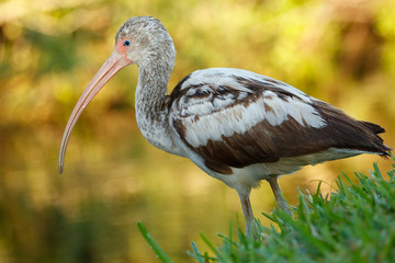 Juvenile White Ibis