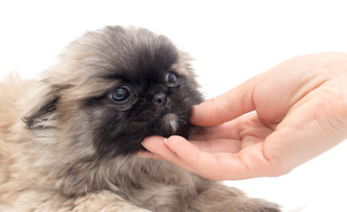Puppy in hand on a white background