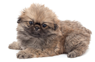 Beautiful little fluffy puppy on a white background