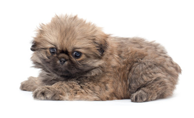 Beautiful little fluffy puppy on a white background