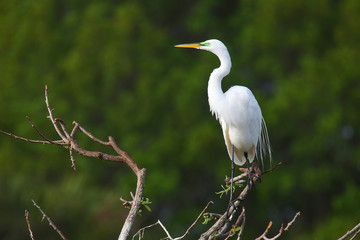 Great Egret (Ardea alba)