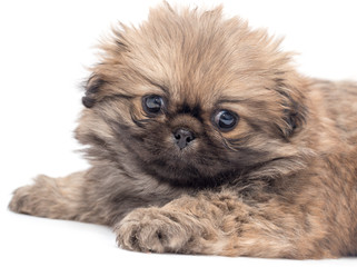 Beautiful little fluffy puppy on a white background