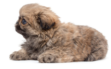 Beautiful little fluffy puppy on a white background