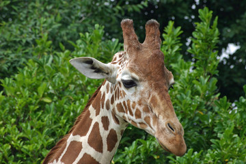 Giraffe head