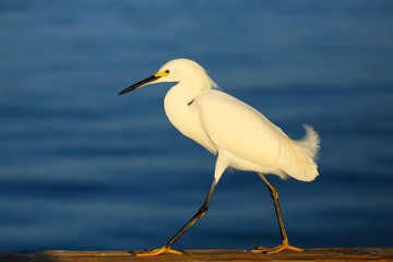Snowy egret (Egretta thula)