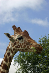 Giraffe head