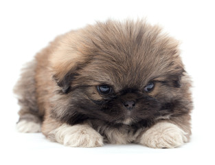 Beautiful little fluffy puppy on a white background