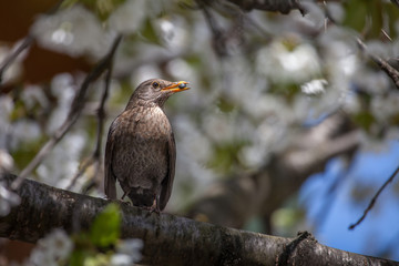 Mom is feeding baby birds