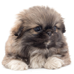 Beautiful little fluffy puppy on a white background