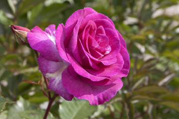 Beautiful rose  .