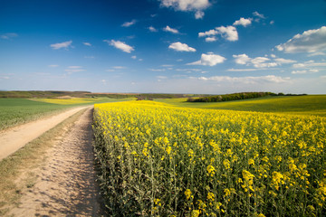 Obraz premium Yellow rape field 