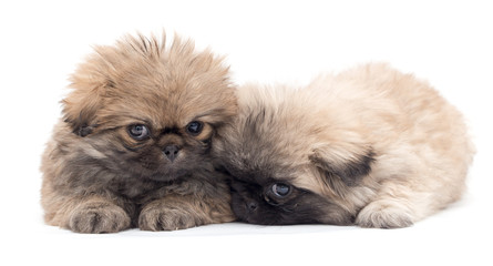 Fototapeta premium two beautiful fluffy little puppy on a white background