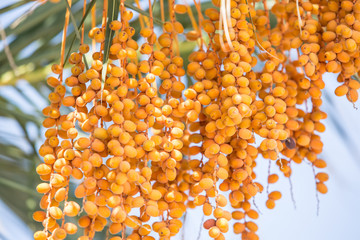 Date fruits on the tree. Close-up.