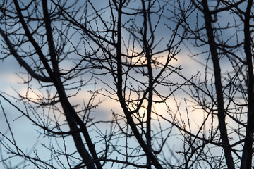 bare branches of a tree at sunrise sun