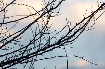 Fototapeta na wymiar bare branches of a tree at sunrise sun