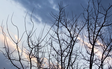 bare branches of a tree at sunrise sun