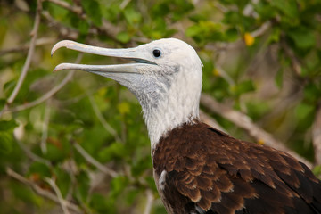 Baby Magnificent Frigatebird sitting on a tree on North Seymour