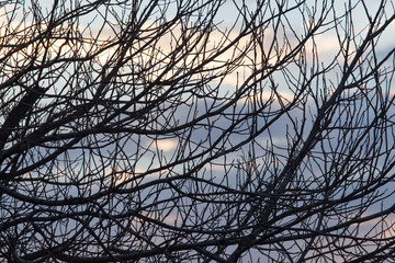 Obraz premium bare branches of a tree at sunrise sun