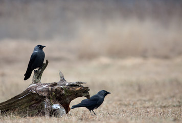 Obraz premium Two Western Jackdaw (Corvus monedula) in winter on a meadow