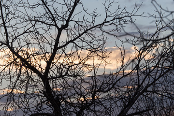 bare branches of a tree at sunrise sun