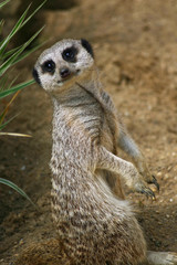Meerkat pup