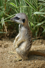 Meerkat pup