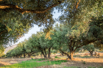 Olive trees garden.