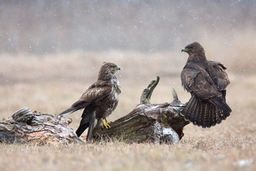 Two common buzzard (Buteo buteo) in winter, the meadow