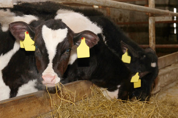 Dairy cow. Cows on farm. White calf