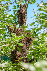 Colony of bees 
