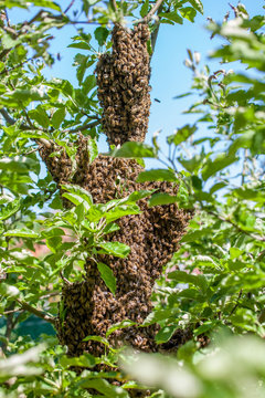 Colony of bees 