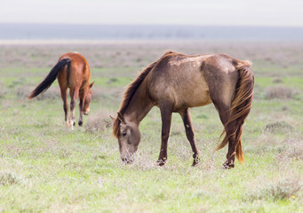 Fototapeta premium a horse in a pasture in nature