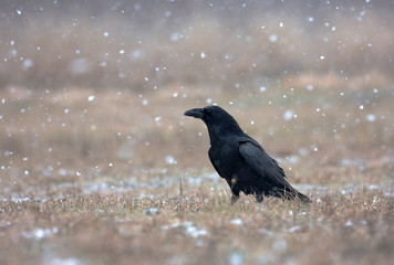 Raven (Corvus corax) in a snowstorm in the meadow