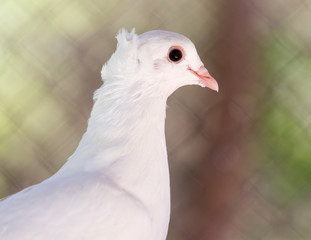 beautiful white dove in nature