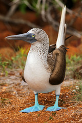 Blue-footed Booby on North Seymour Island, Galapagos National Pa