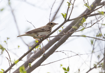 Sparrow on the tree in nature