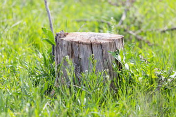 Fototapeta premium an old stump of a tree on a green grass