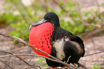 Male Magnificent Frigatebird with inflated gular sac on North Se