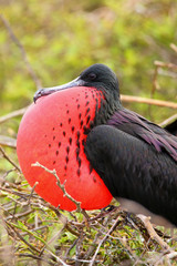 Naklejka premium Male Magnificent Frigatebird with inflated gular sac on North Se