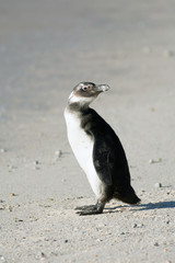 Immature African penguin on the beach