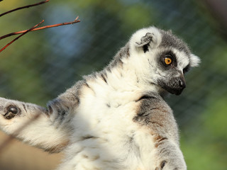 Portrait of a Ring-Tailed Lemur