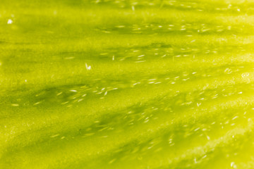 juicy kiwi as background. macro
