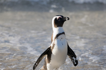 Fototapeta premium African penguin on the beach