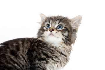 Cute tabby kitten looking up on white