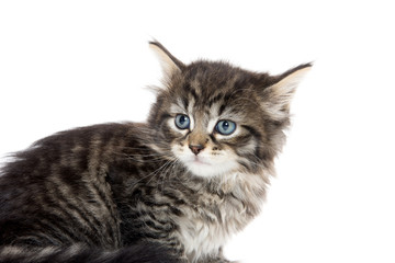 Fototapeta premium Cute tabby kitten looking up on white