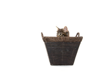 Cute tabby kitten in basket