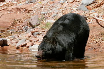 American black bear going into the water