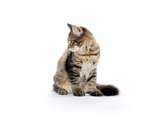 cute tabby kitten on white